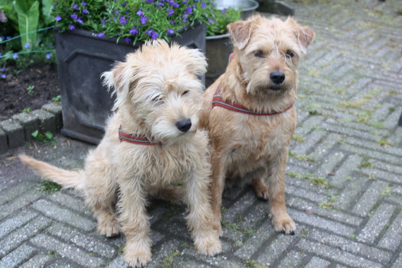 Leentje en Desi voordat Leentje naar de trimster ging