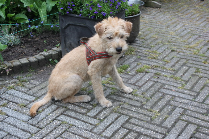 Leentje voor de eerste maal geplukt!