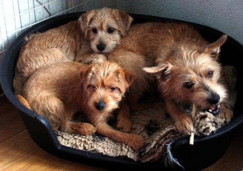 Roosje en Woezel bij mama Jip, 12 weken oud.