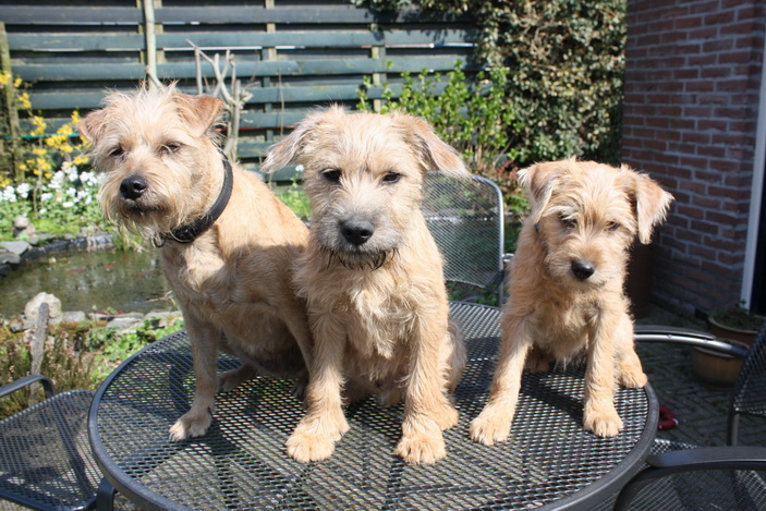 Desi, Eddie en Leentje (3.5 mnd oud)