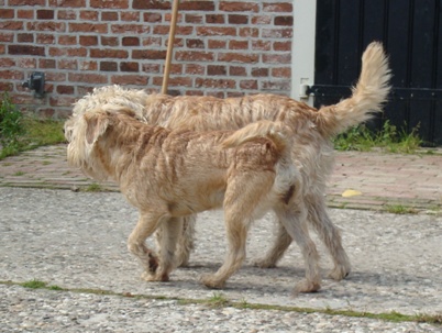 Roosje x Boaike 12 aug 2010 004V.jpg