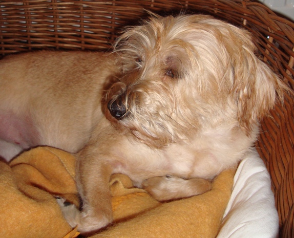 Roosje geplukt 20 maart 2012.jpg