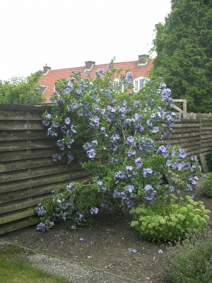 Herschaalde kopie van 010.jpg