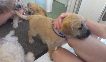 Herschaalde kopie van 013.jpg