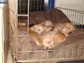 Kijk Roosje heerlijk dutten!