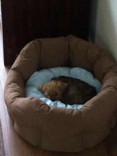 Tommy 8wk in de mand.JPG