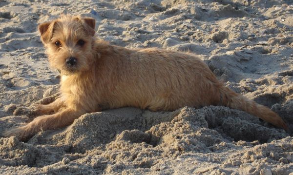 Woezel op het strand. Is ze niet beeldig?