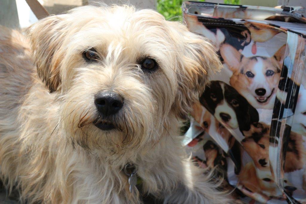 Kijk, zo dus....Héél andere oortjes ;-)