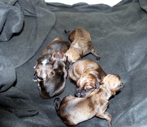 Suuskindjes klein.JPG