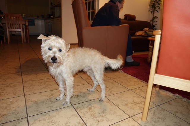 lijkt nog wel op een Smous toch?