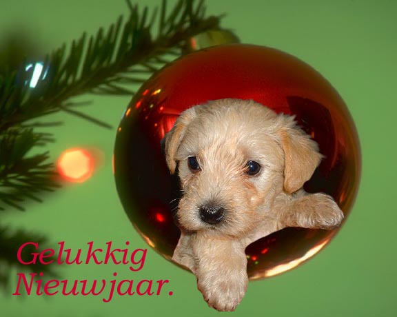 pup van Pim-1.jpg