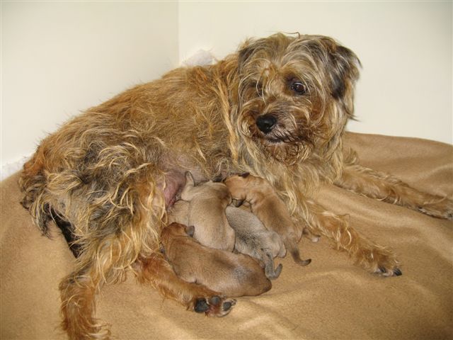 Cookie met haar kroost