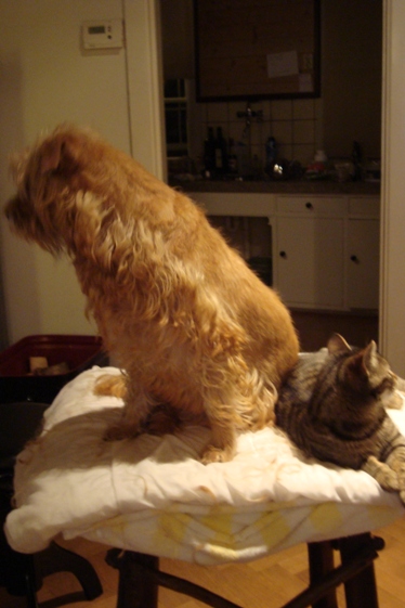 Van alles wat. Veertje plukbeurt.jpg