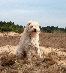 1250713327Nboyzandver_kopie.jpg