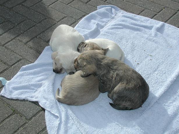 De pups van Sandy.