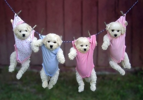puppies-in-baby-clothes-25336-1244583003-22.jpg